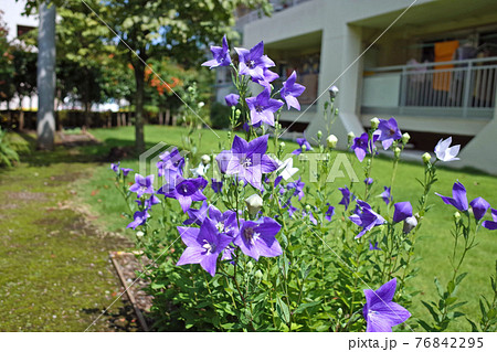 夏キキョウの揃い咲き 76842295