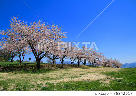 春の町営牧場（福島県・猪苗代町） 76842617