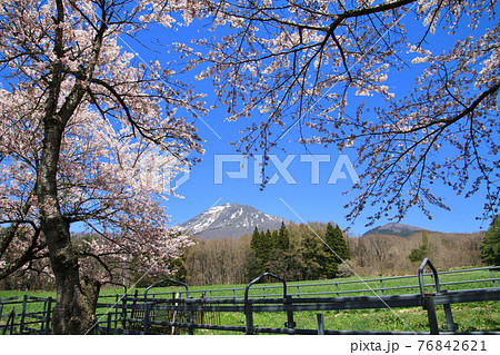 春の町営牧場（福島県・猪苗代町） 76842621