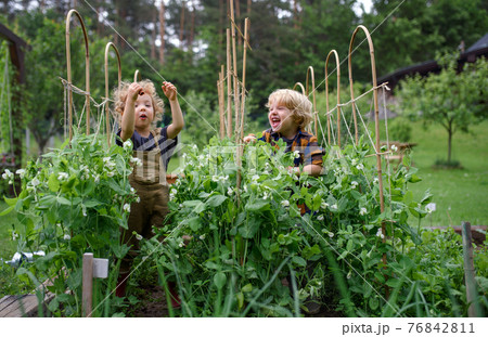 Portrait of two small children in vegetable garden, sustainable lifestyle. Portrait of two small children in vegetable garden, sustainable lifestyle. 76842811