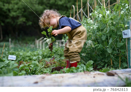 Portrait of small girl working in vegetable garden, sustainable lifestyle. Portrait of small girl working in vegetable garden, sustainable lifestyle. 76842813
