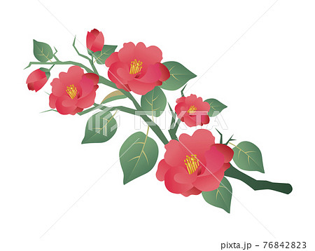 椿の花 イラスト素材 [ 854617 ] - フォトライブラリー photolibrary