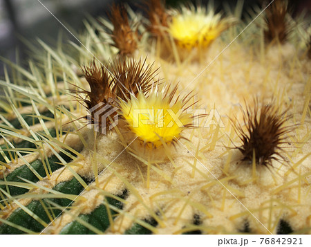 サボテンの王様 キンシャチ の花の写真素材