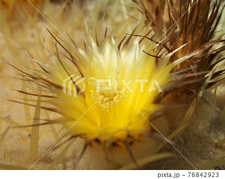 サボテンの王様 キンシャチ の花の写真素材