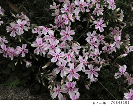 群れ咲く可愛らしい芝桜 76843191