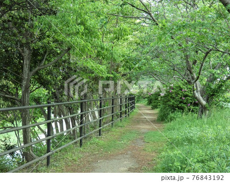 緑あふれる川沿いの散歩道 76843192
