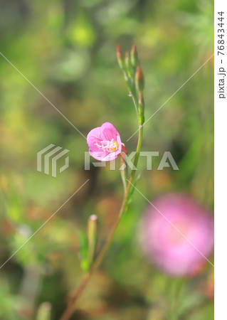 可憐な赤花夕化粧 アカバナユウゲショウ の写真素材