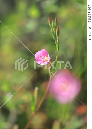 可憐な赤花夕化粧 アカバナユウゲショウ の写真素材