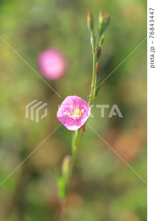 可憐な赤花夕化粧(アカバナユウゲショウ) 可憐な赤花夕化粧(アカバナユウゲショウ) 76843447