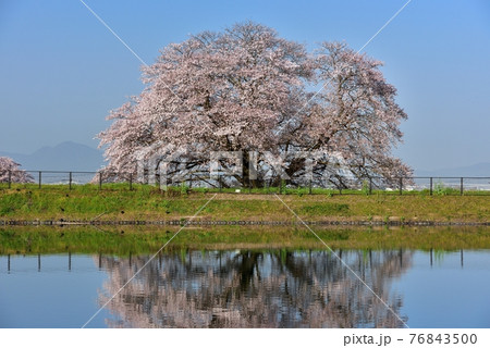幾坂池の一本桜 76843500