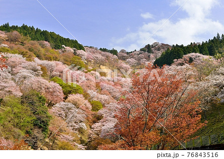 吉野山の桜 76843516
