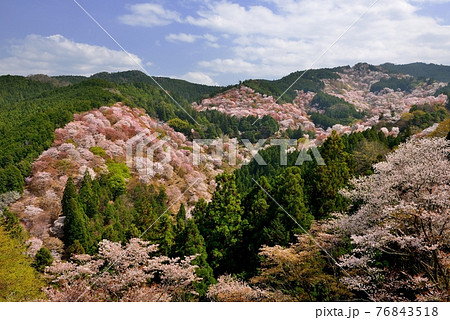 吉野山の桜 76843518