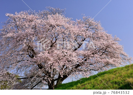 幾坂池の一本桜 幾坂池の一本桜 76843532