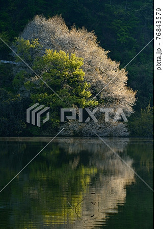 新緑の室生湖 76843579