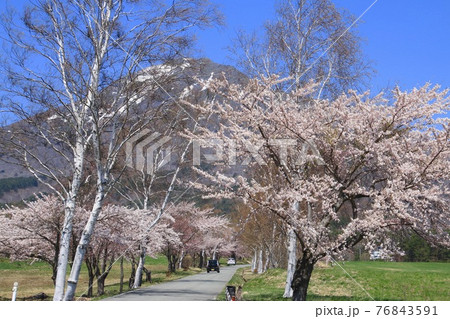 春の猪苗代町営牧場（福島県・猪苗代町） 76843591