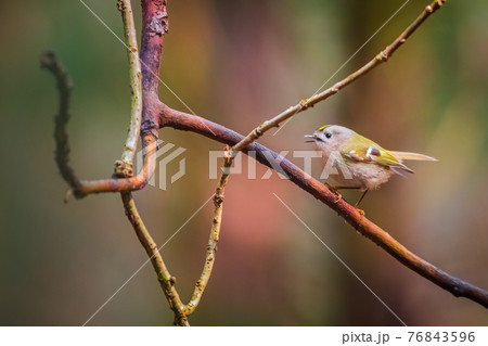 The Goldcrest, Regulus regulus, is a very small passerine bird in the kinglet family The Goldcrest, Regulus regulus, is a very small passerine bird in the kinglet family 76843596