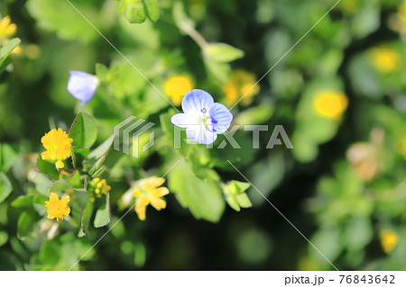 春の野草 オオイヌノフブリ 春の野草 オオイヌノフブリ 76843642