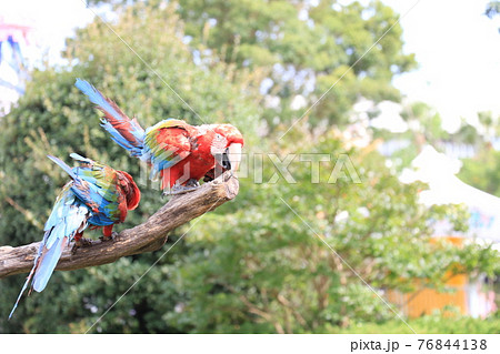 カラフルなオウム 76844138