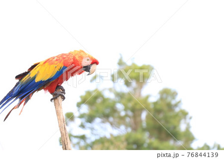 カラフルなオウム 76844139