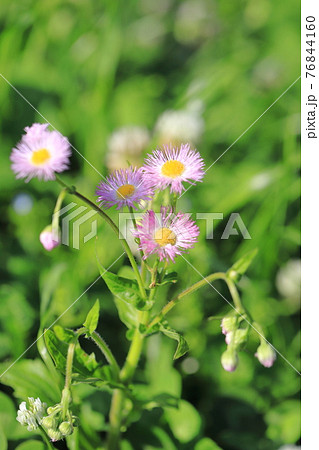 うすむらさき色の春紫苑 ハルジオン の写真素材 うすむらさき色の春紫苑 ハルジオン の写真素材