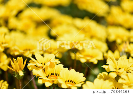 きらびやか きらびやか 76844163