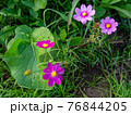 熊本県菊池市七城町のコスモス畑 76844205