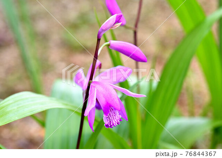 美しい姿 76844367