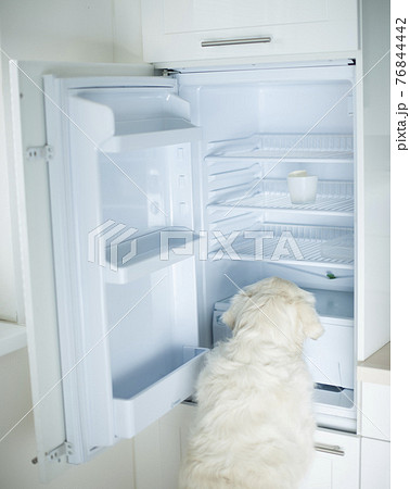 Dog searching food in empty refrigerator 76844442
