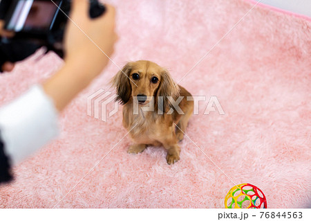 愛犬の撮影　カニンヘンダックスフンド 76844563