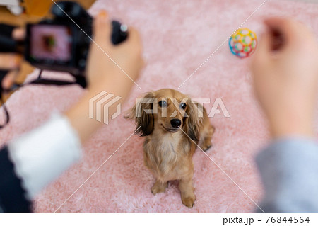 愛犬の撮影　カニンヘンダックスフンド 76844564