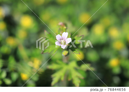 アメリカ風露(アメリカフウロ) 春から夏の花 アメリカ風露(アメリカフウロ) 春から夏の花 76844656