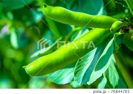 ソラマメ 76844765