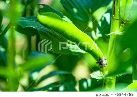 ソラマメ ソラマメ 76844768