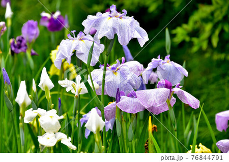 ショウブ 76844791