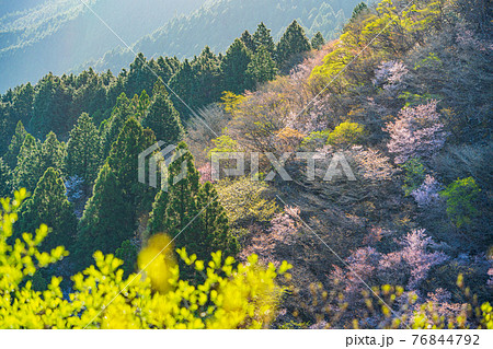 （静岡県）新緑に輝く達磨山高原　マメザクラ・アセビ 76844792