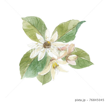 ミロバランの花 76845045