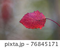 Autumn, red aspen leaf. 76845171