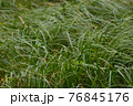 Forest grass, vegetative background. 76845176