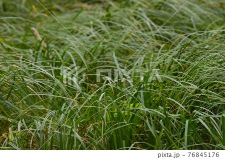 Forest grass, vegetative background. 76845176
