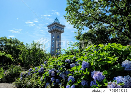 相模原麻溝公園の紫陽花と展望タワー 76845311