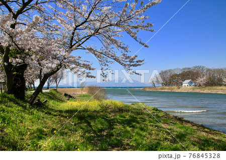 春の猪苗代湖と磐梯山(郡山市・湖南町) 春の猪苗代湖と磐梯山(郡山市・湖南町) 76845328