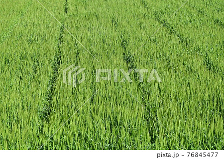 4月になって麦が一斉に伸び始め、穂が出て花が咲いた 76845477