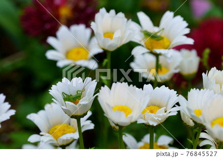 春の花とバッタの子ども 76845527