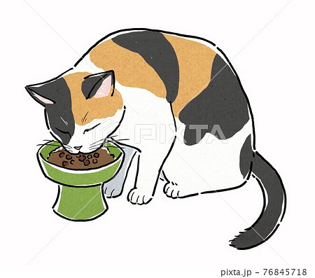 Calico cat eating cat food from a feeding plate Stock