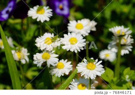春の花とバッタの子ども 春の花とバッタの子ども 76846171