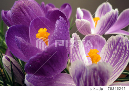 Crocus Crocus 76846245