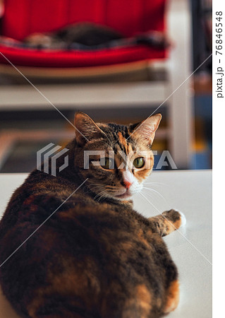 cat cat 76846548