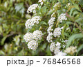満開の白い花　コデマリ 76846568