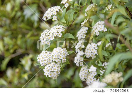 満開の白い花 コデマリ 満開の白い花 コデマリ 76846568