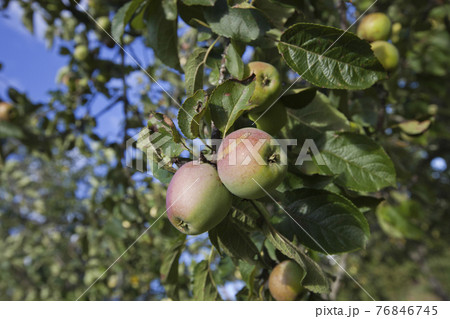Close-up of apples ripening on tree Close-up of apples ripening on tree 76846745